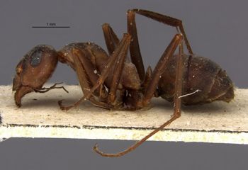 Media type: image;   Entomology 28817 Aspect: hala